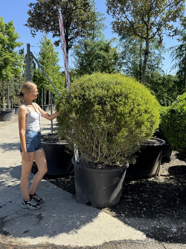 Phillyrea angustifolia kugelförmig