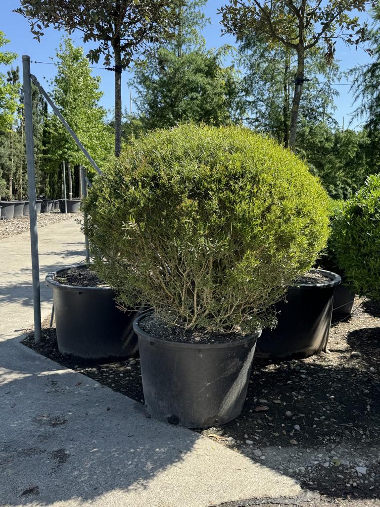Phillyrea angustifolia kugelförmig