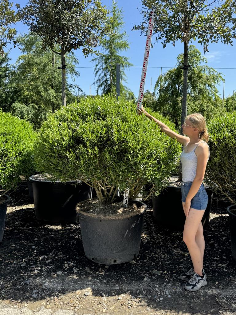 Phillyrea angustifolia kugelförmig