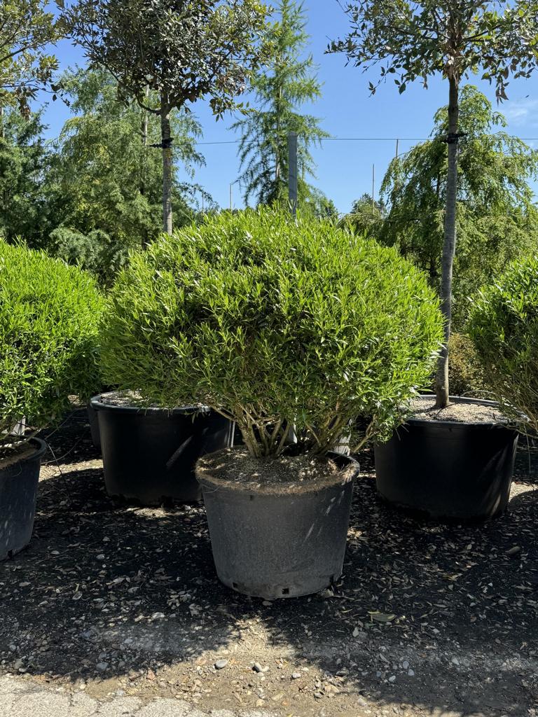 Phillyrea angustifolia kugelförmig