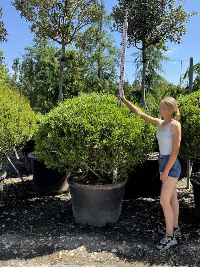Phillyrea angustifolia kugelförmig