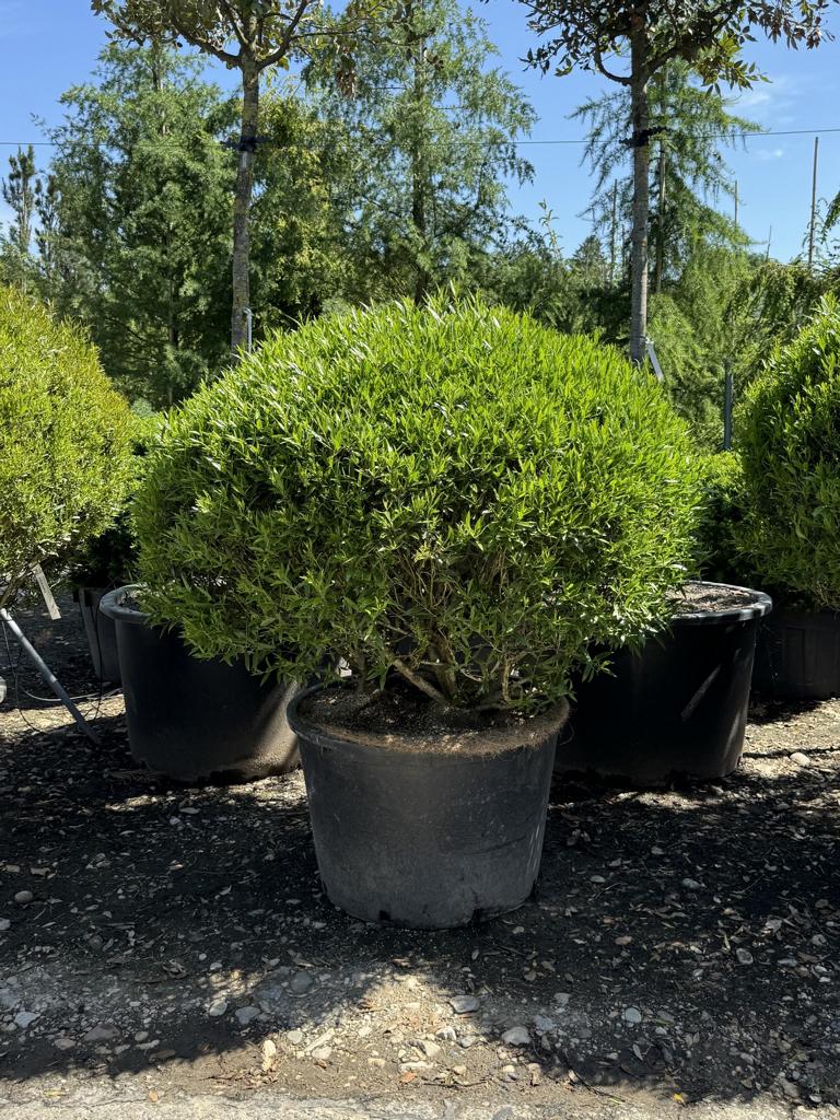 Phillyrea angustifolia kugelförmig