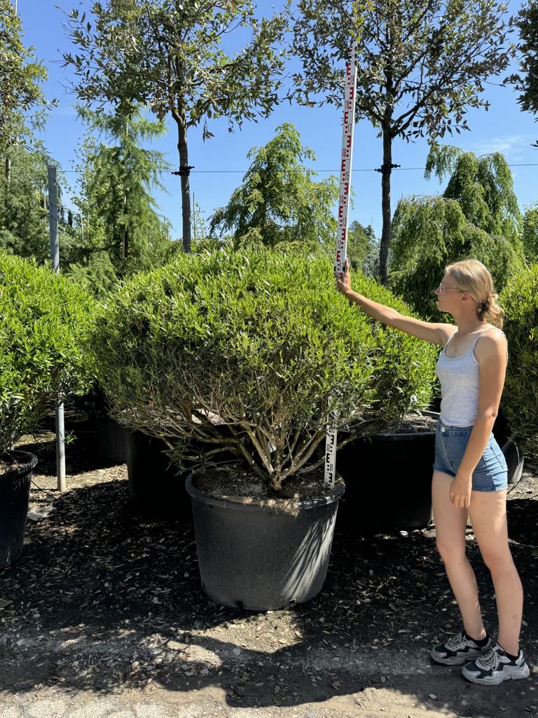 Phillyrea angustifolia kugelförmig