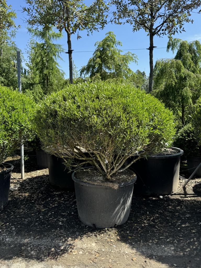Phillyrea angustifolia kugelförmig