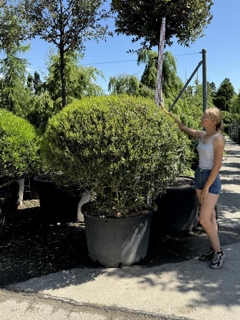 Phillyrea angustifolia kugelförmig