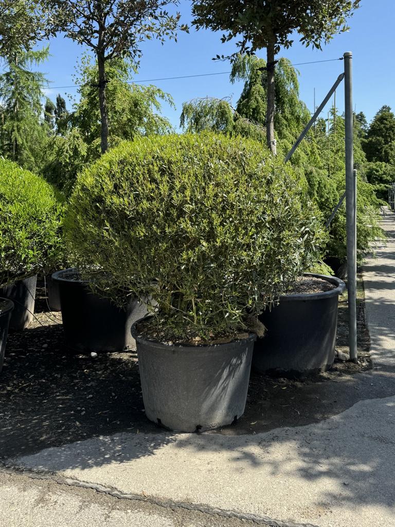 Phillyrea angustifolia kugelförmig