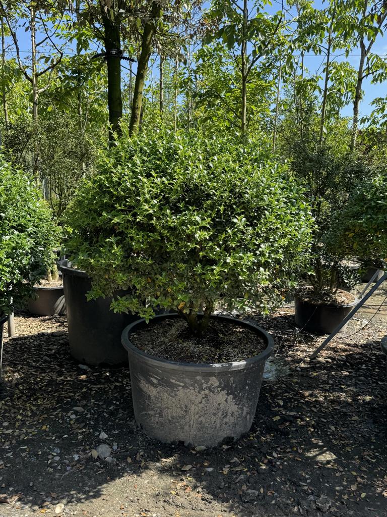 Osmanthus burkwoodii (x) Schirmform