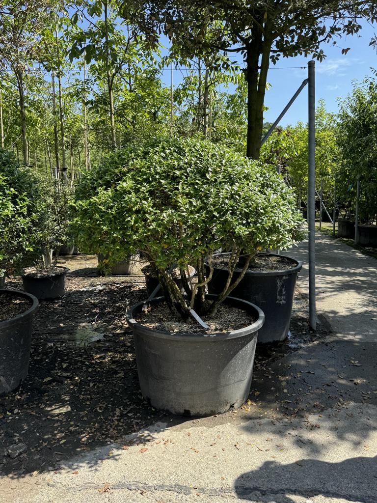 Osmanthus burkwoodii (x) Schirmform
