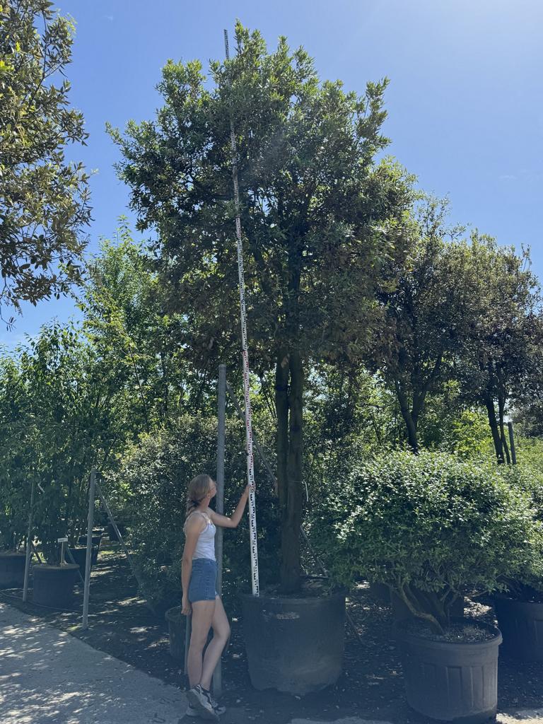 Quercus ilex Pilzform