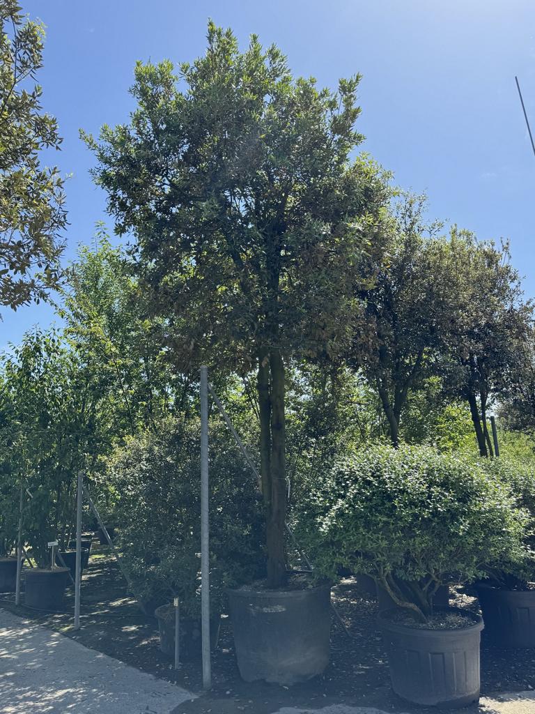 Quercus ilex Pilzform