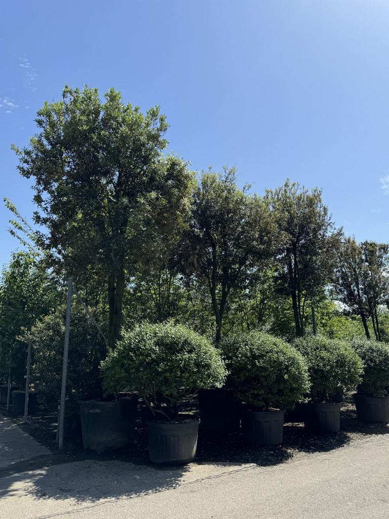 Quercus ilex Pilzform