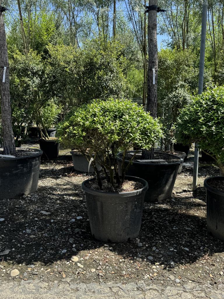 Osmanthus burkwoodii (x) Kugelform
