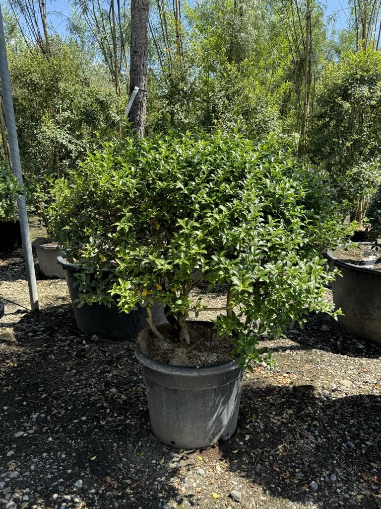 Osmanthus burkwoodii (x) Schirmform