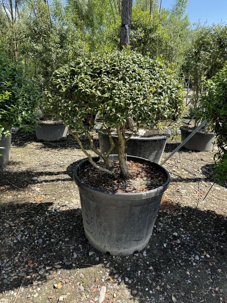 Osmanthus burkwoodii (x) Schirmform