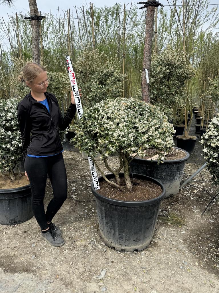 Osmanthus burkwoodii (x) Schirmform