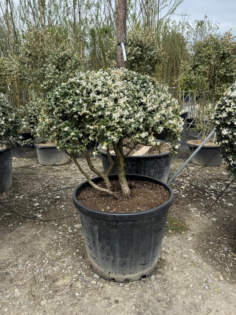 Osmanthus burkwoodii (x) Schirmform
