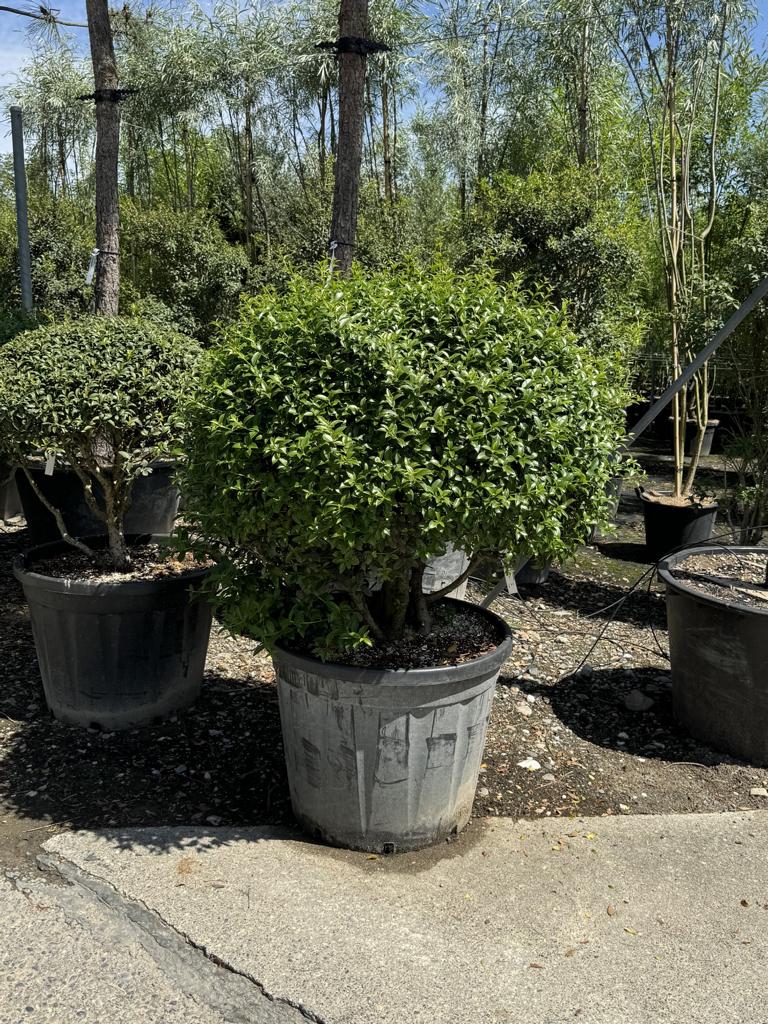 Osmanthus burkwoodii (x) Schirmform
