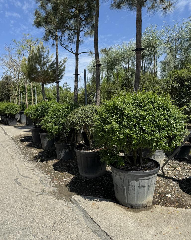 Osmanthus burkwoodii (x) Schirmform