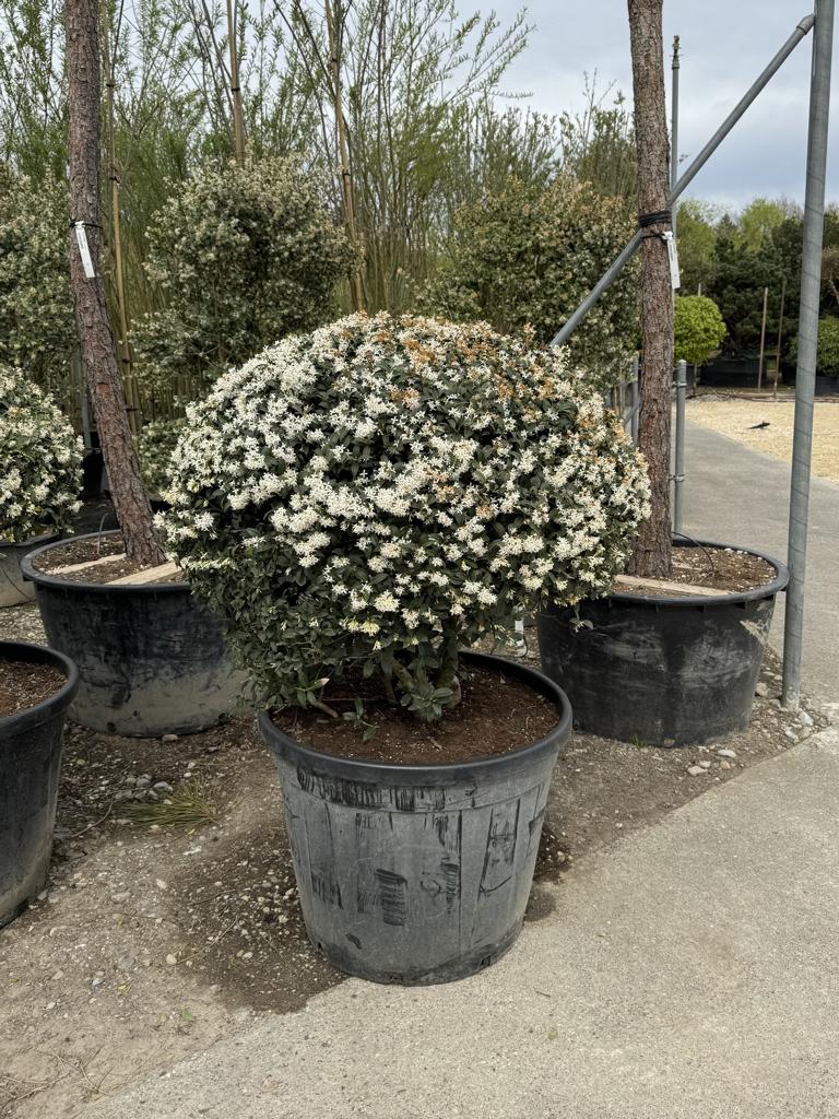 Osmanthus burkwoodii (x) Schirmform