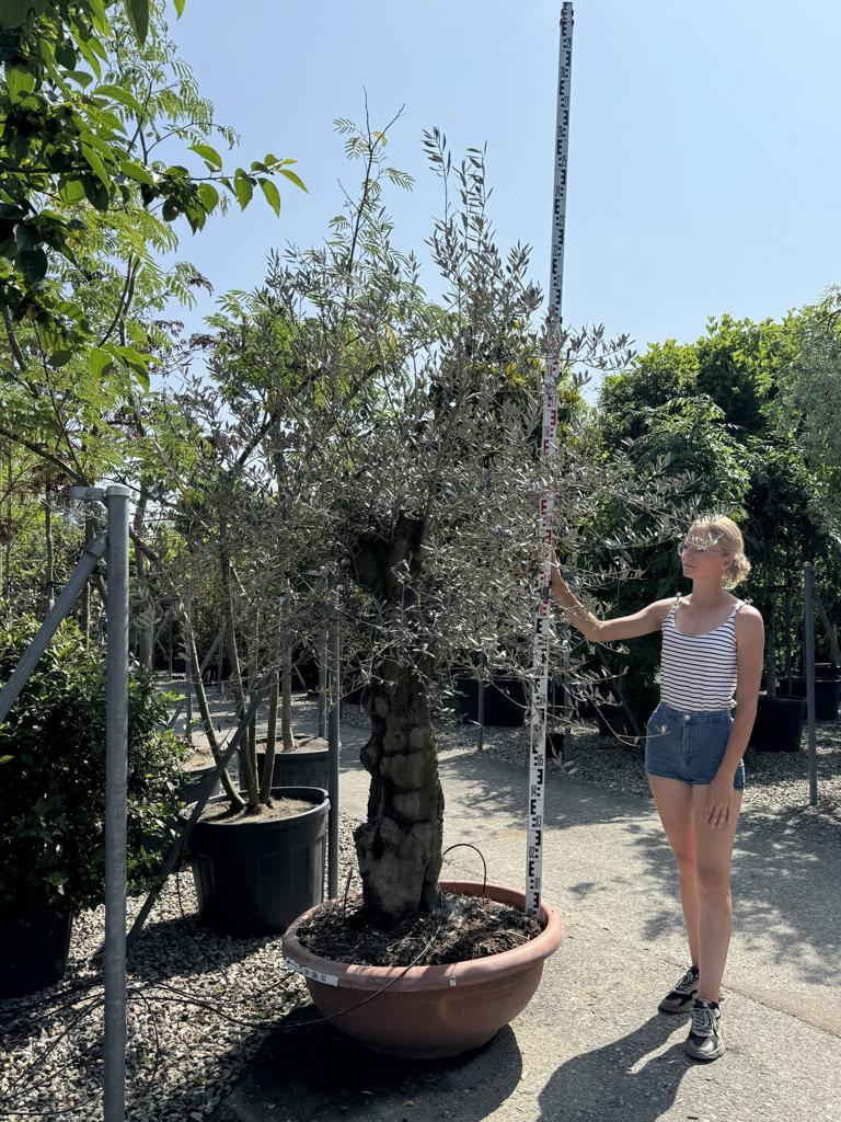 Olea europaea