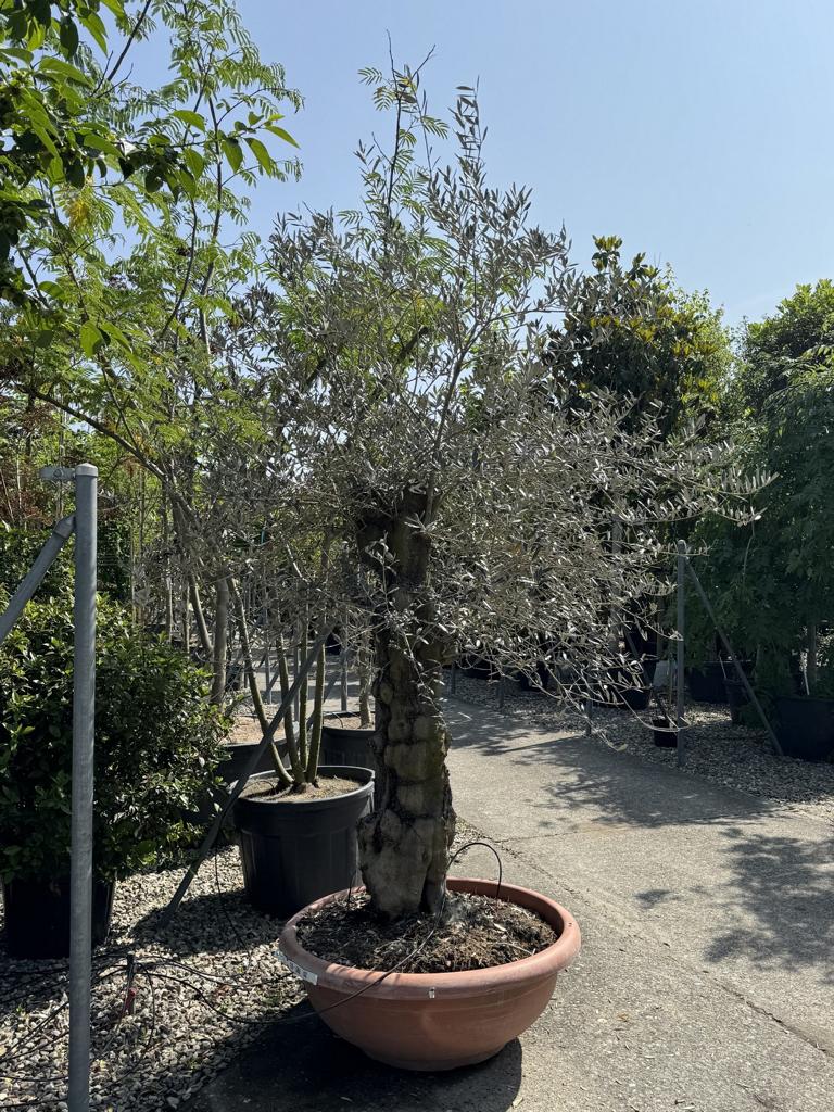Olea europaea