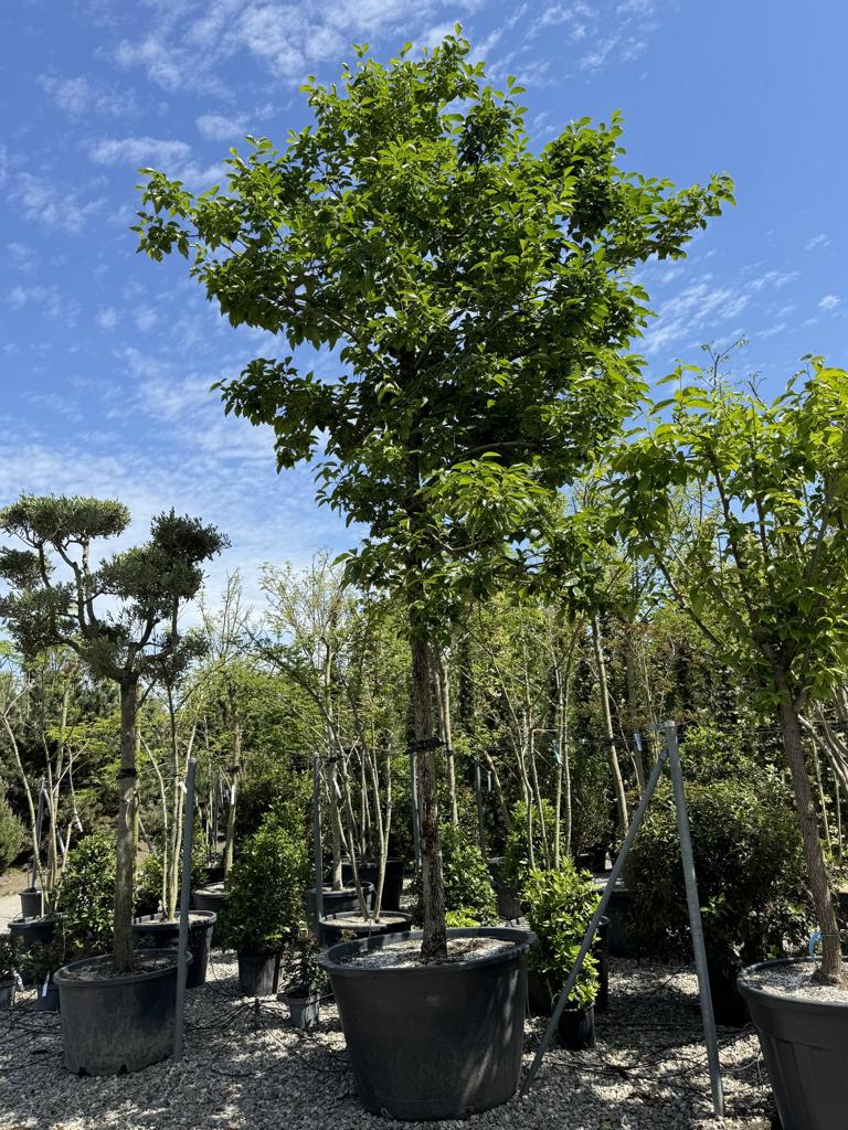 Diospyros kaki