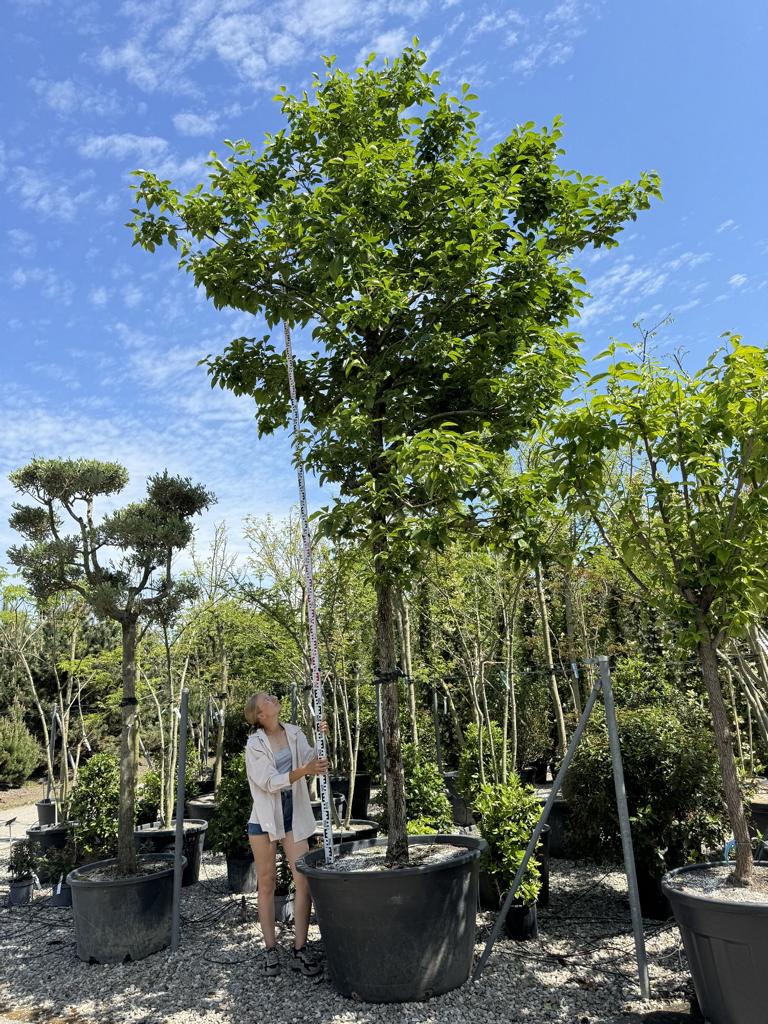 Diospyros kaki