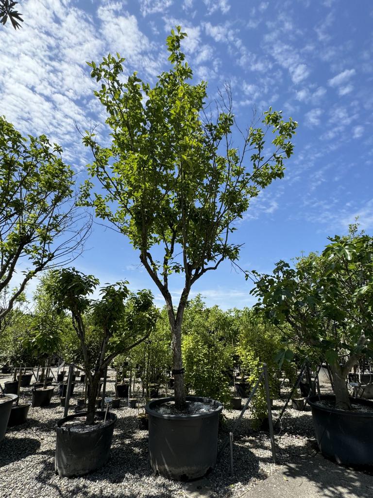 Diospyros kaki