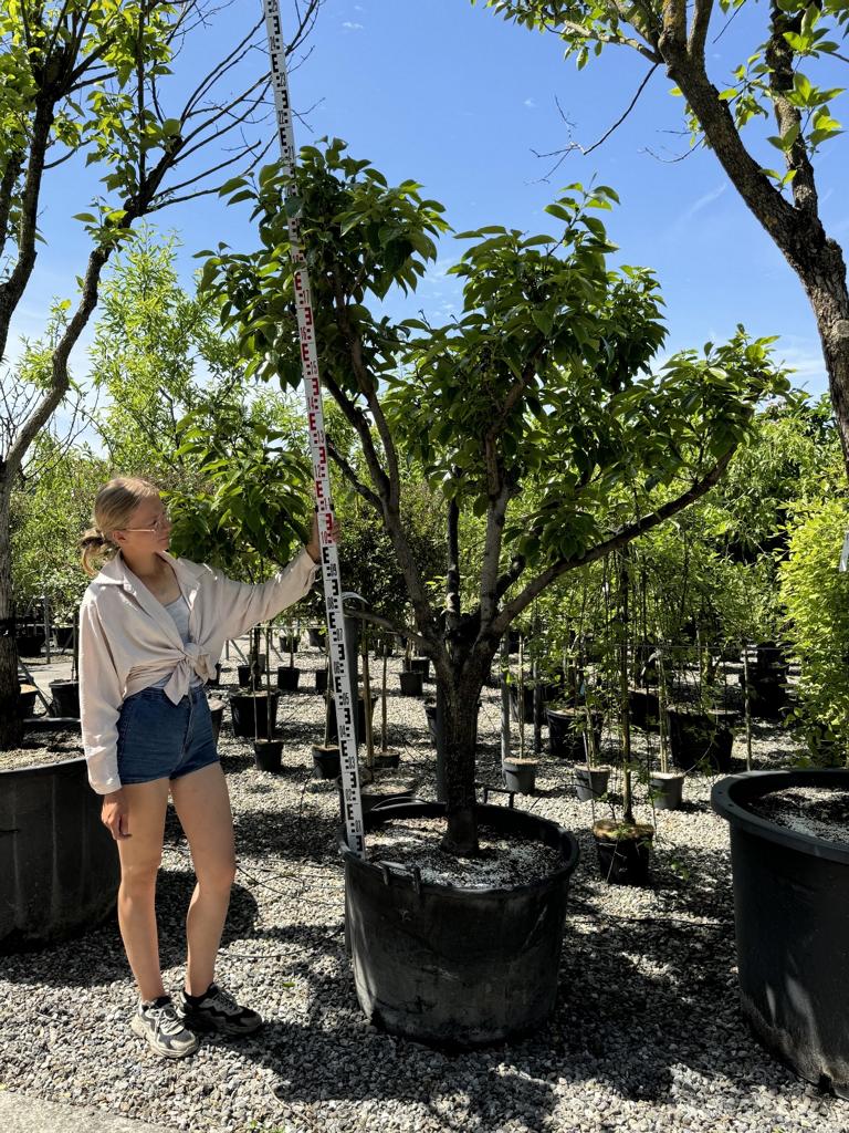 Diospyros kaki