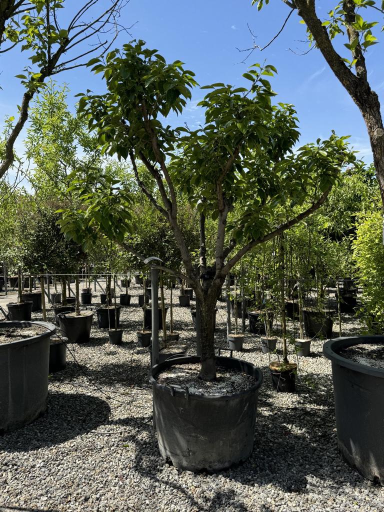 Diospyros kaki