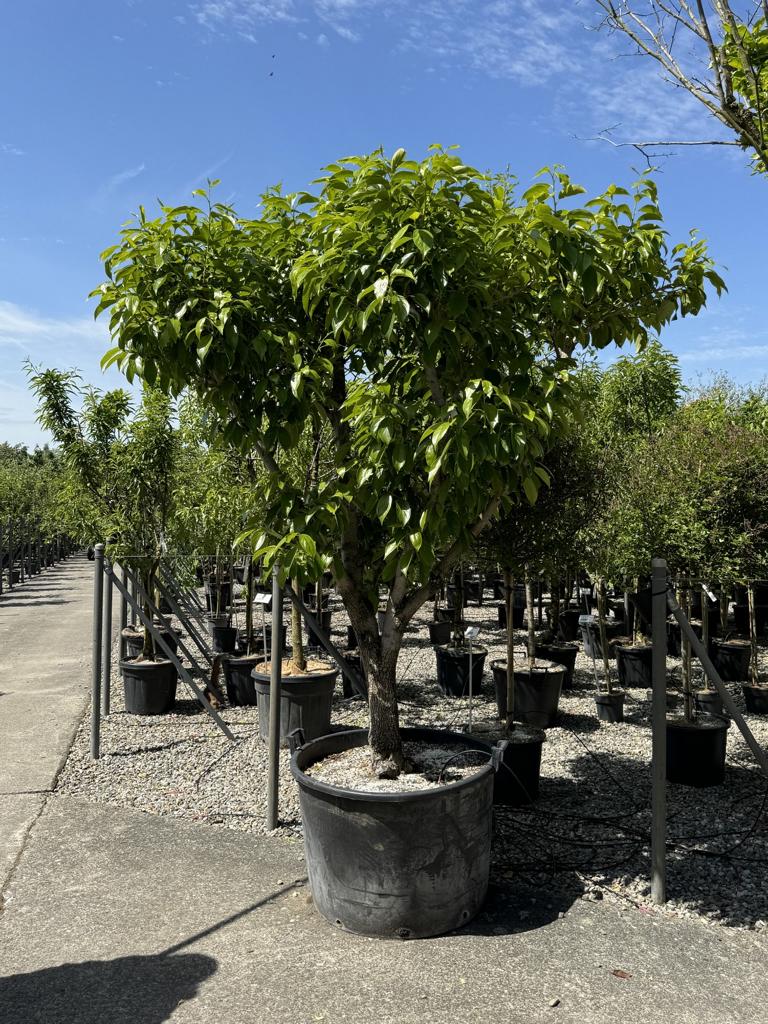 Diospyros kaki