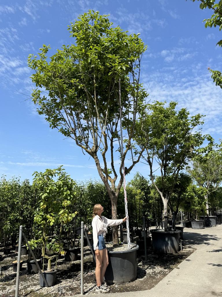 Diospyros kaki