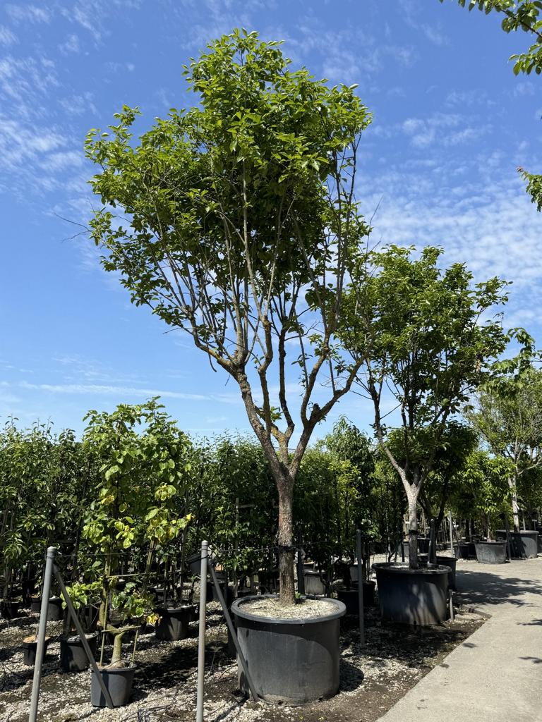 Diospyros kaki