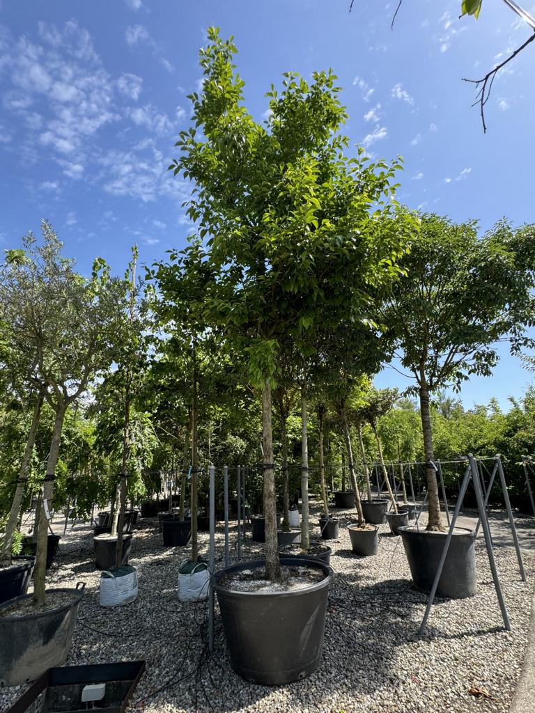 Diospyros kaki