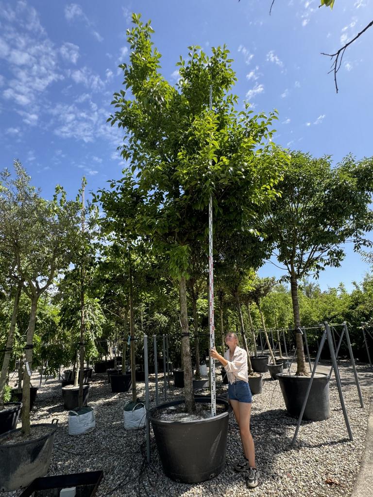 Diospyros kaki
