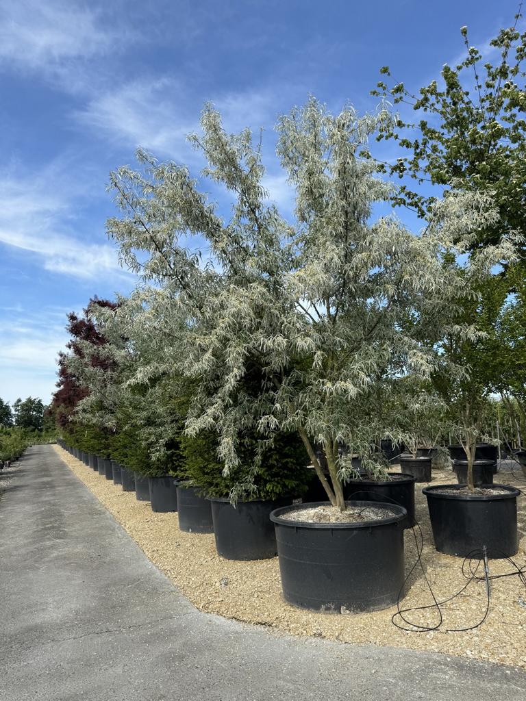 Elaeagnus angustifolia