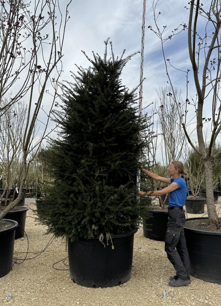 Taxus baccata