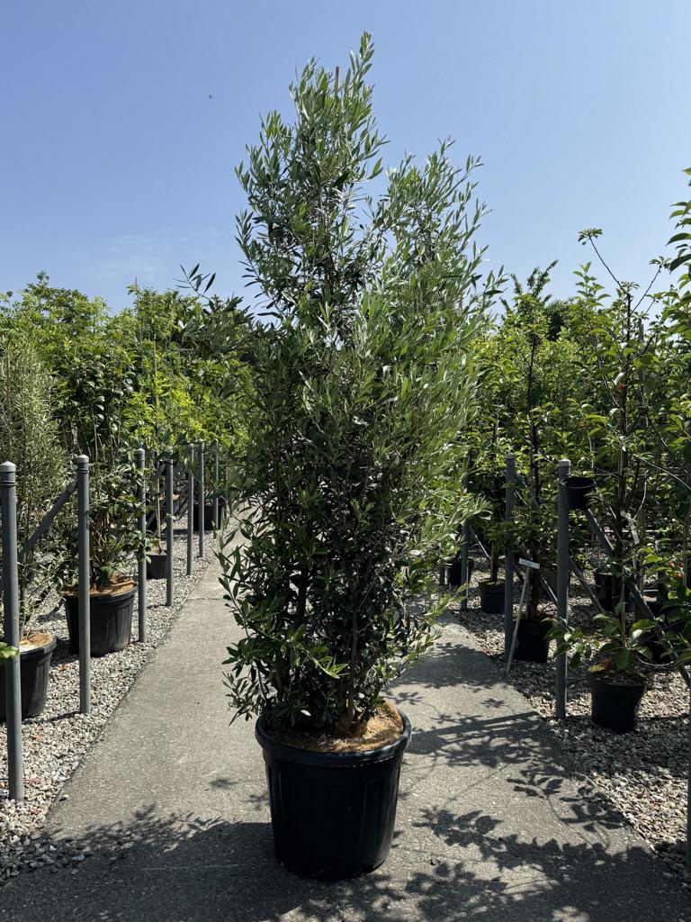 Olea europaea