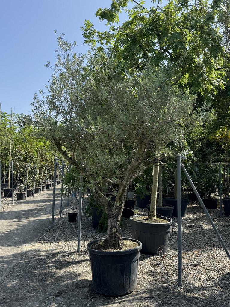 Olea europaea