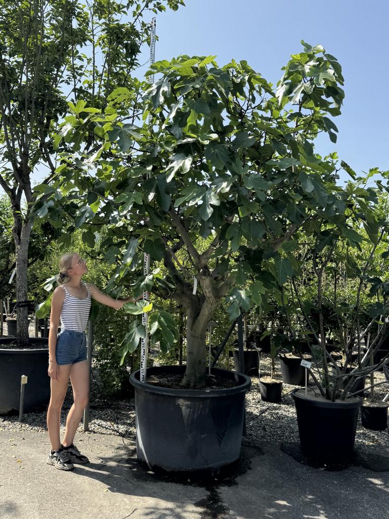 Ficus carica