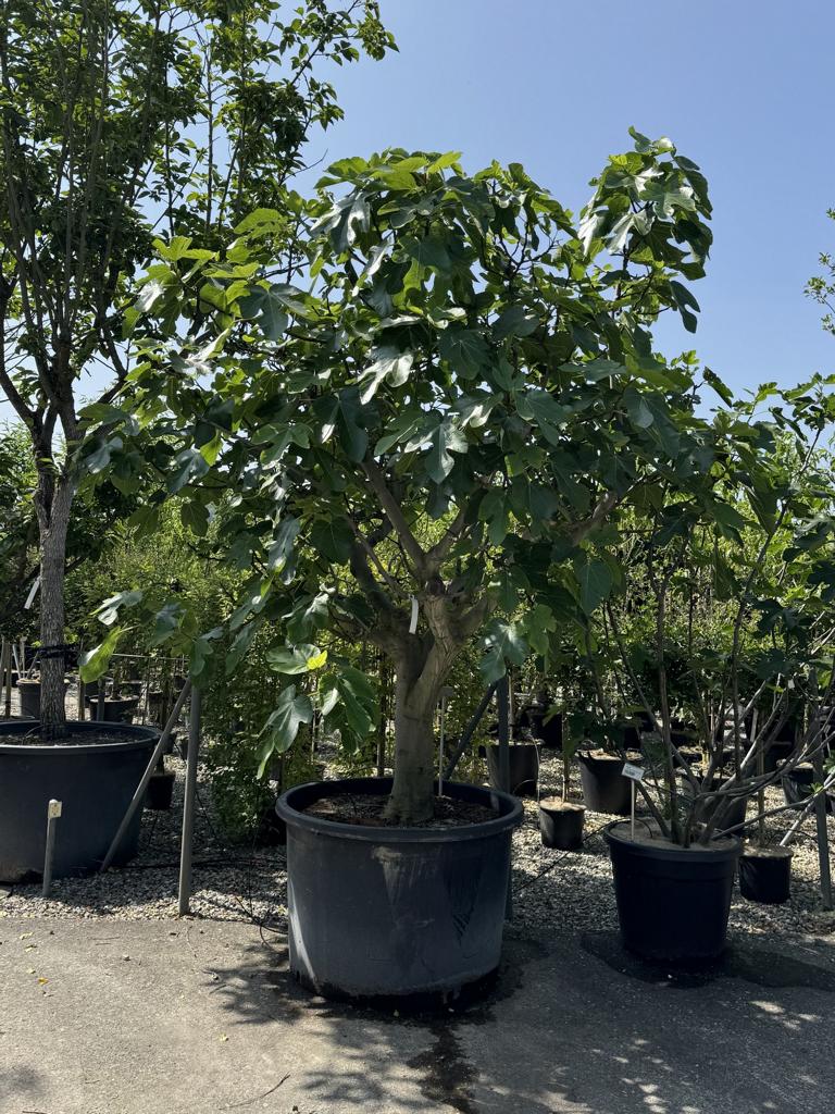 Ficus carica