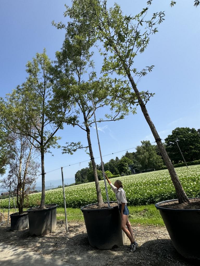 Quercus castaneifolia