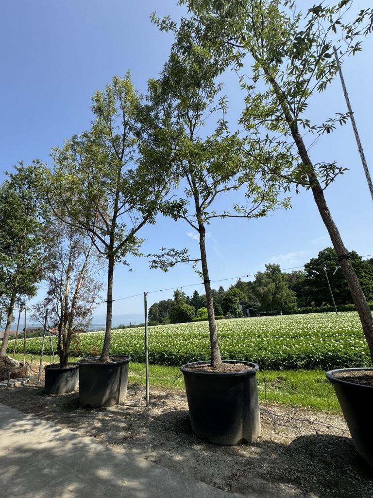 Quercus castaneifolia