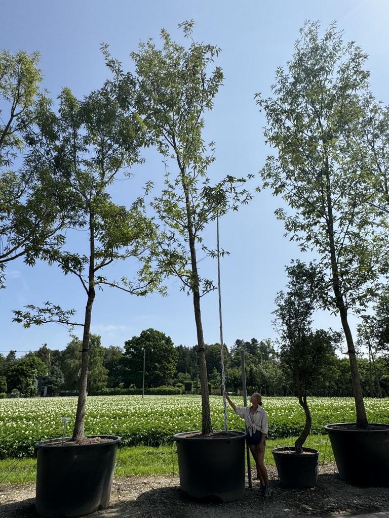 Quercus castaneifolia