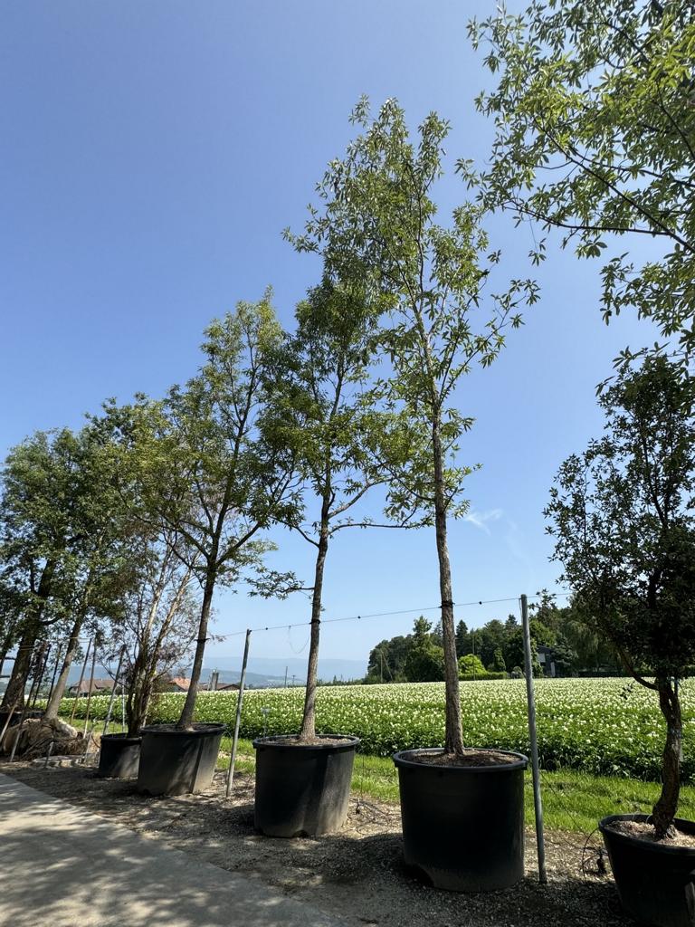 Quercus castaneifolia