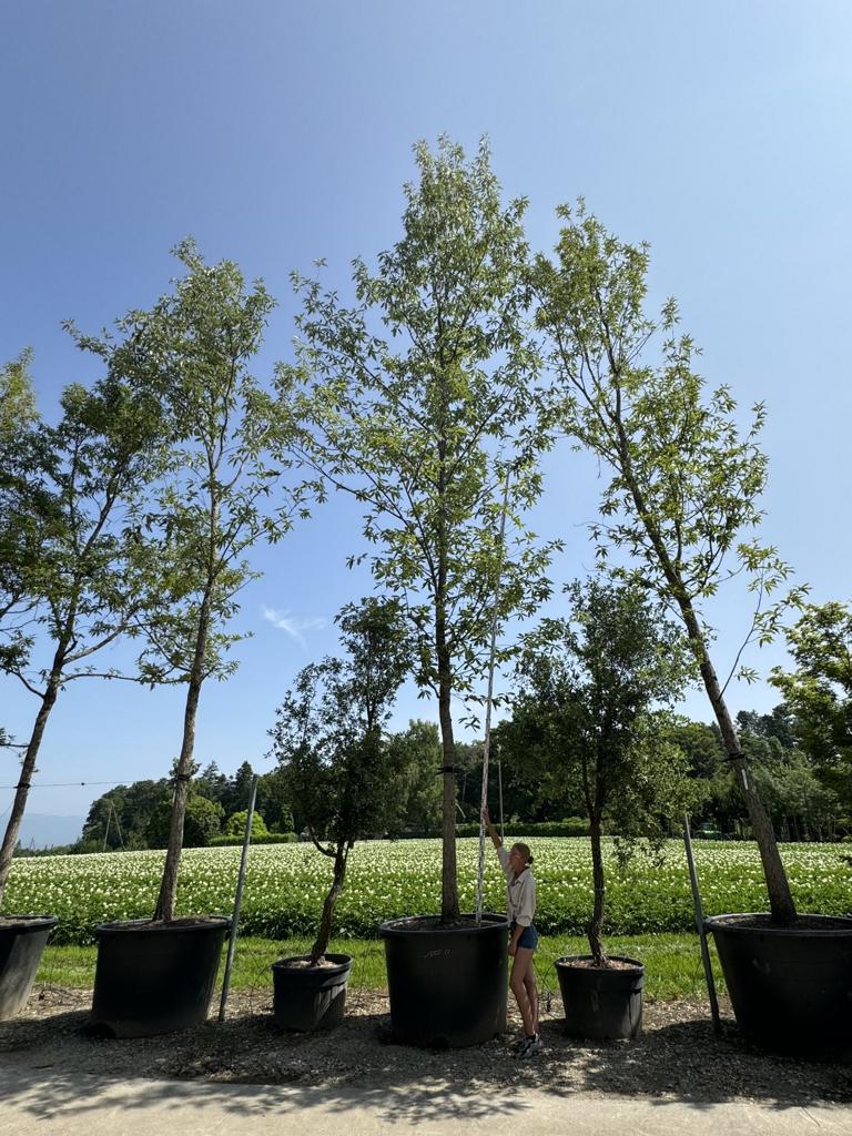 Quercus castaneifolia