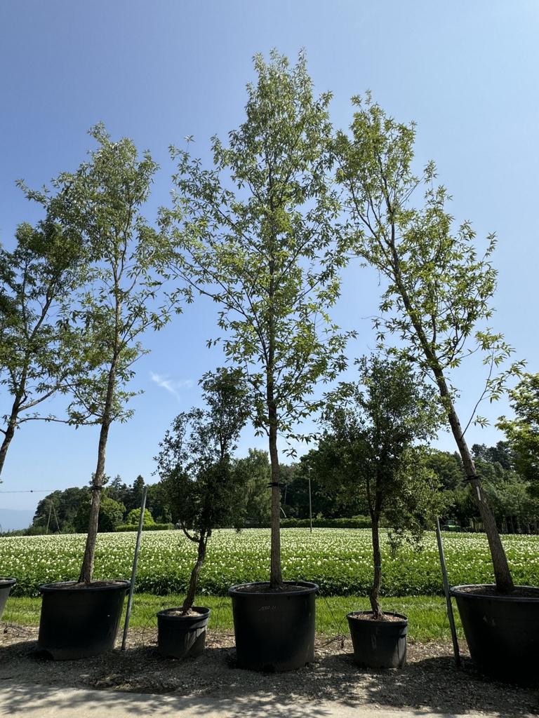 Quercus castaneifolia