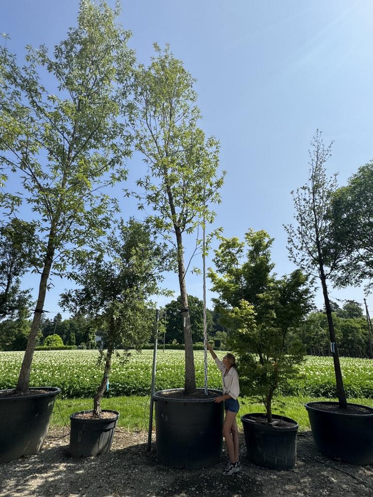 Quercus castaneifolia