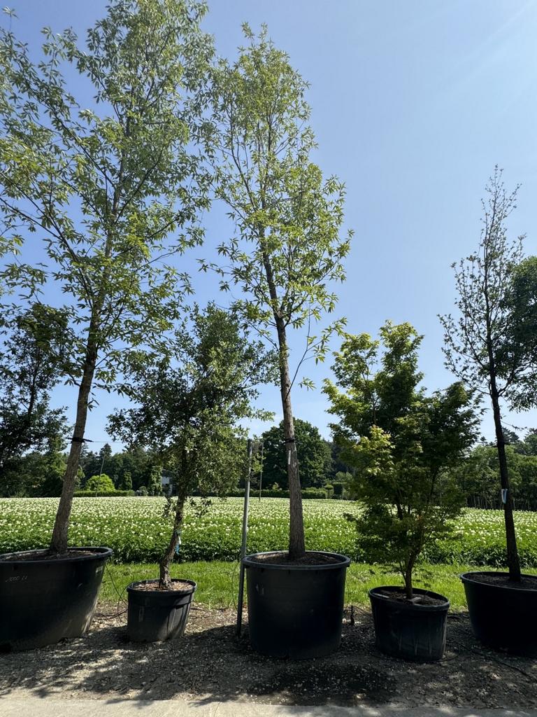 Quercus castaneifolia