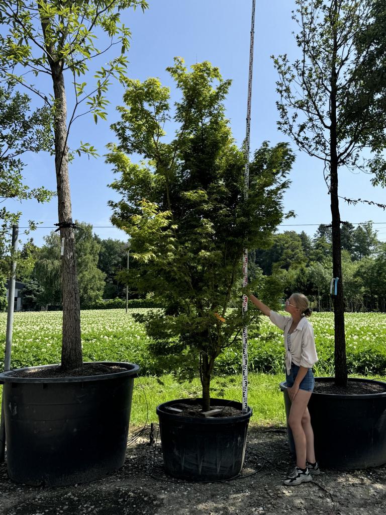 Acer palmatum 'Sangokaku'